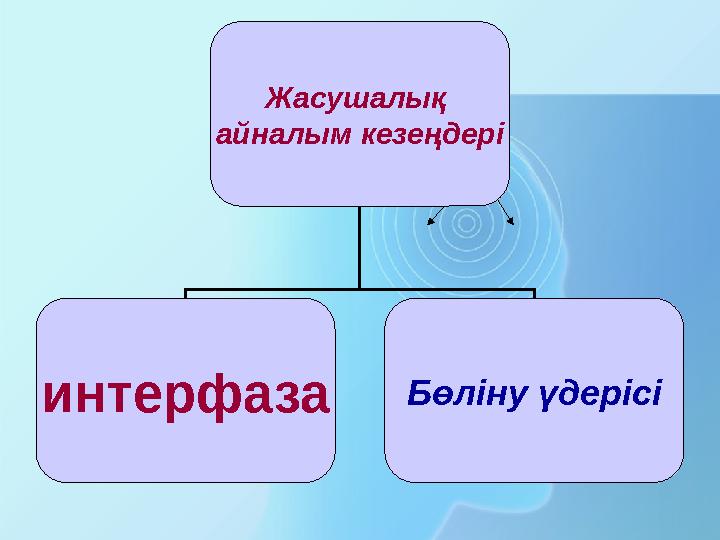 Жасушалық айналым кезеңдері интерфаза Бөліну үдерісі