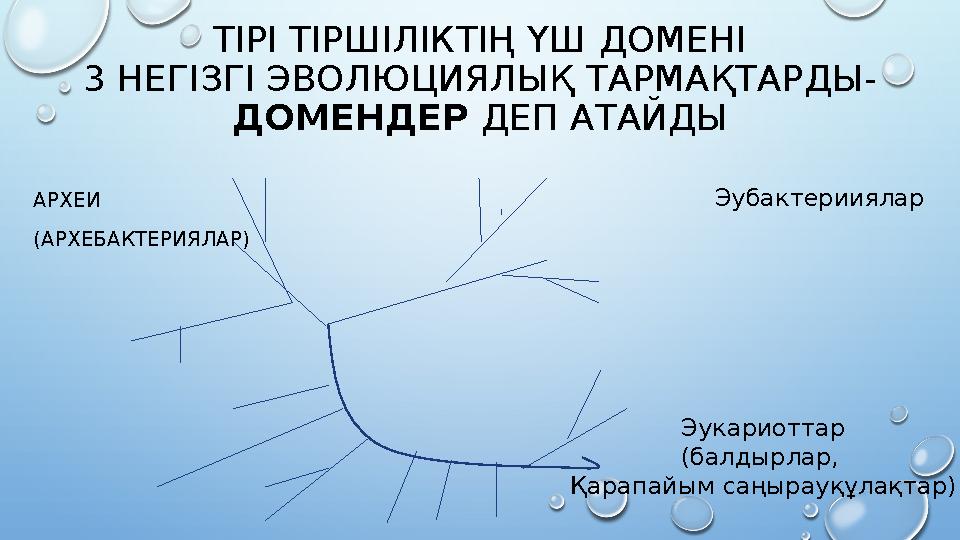 ТІРІ ТІРШІЛІКТІҢ ҮШ ДОМЕНІ 3 НЕГІЗГІ ЭВОЛЮЦИЯЛЫҚ ТАРМАҚТАРДЫ- ДОМЕНДЕР ДЕП АТАЙДЫ АРХЕИ (АРХЕБАКТЕРИЯЛАР)