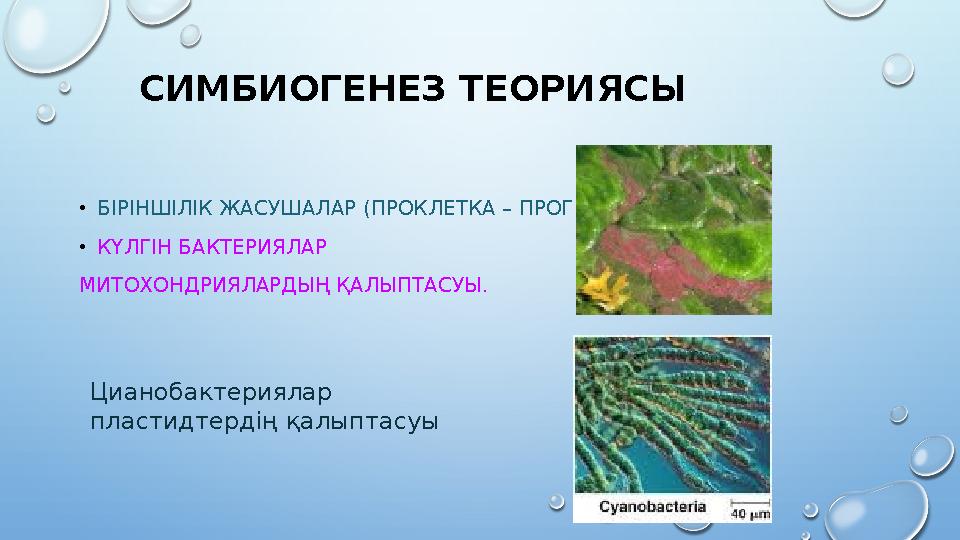 СИМБИОГЕНЕЗ ТЕОРИЯСЫ •БІРІНШІЛІК ЖАСУШАЛАР (ПРОКЛЕТКА – ПРОГЕНОТ) •КҮЛГІН БАКТЕРИЯЛАР МИТОХОНДРИЯЛАРДЫҢ ҚАЛЫПТАСУЫ. Цианобактер