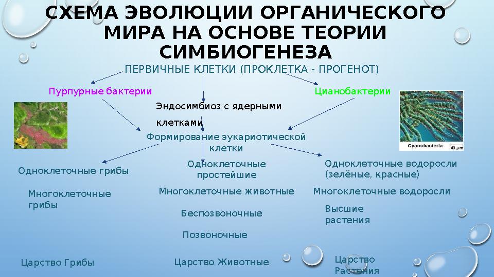 СХЕМА ЭВОЛЮЦИИ ОРГАНИЧЕСКОГО МИРА НА ОСНОВЕ ТЕОРИИ СИМБИОГЕНЕЗА ПЕРВИЧНЫЕ КЛЕТКИ (ПРОКЛЕТКА - ПРОГЕ