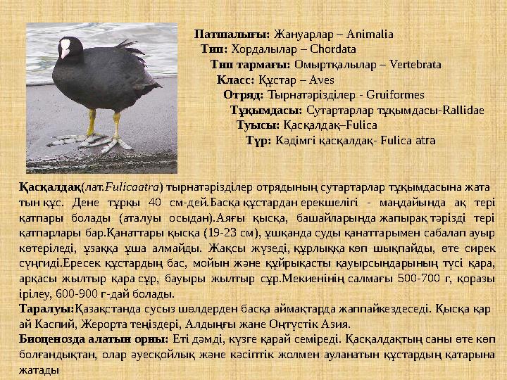 Қазақ әйелдері жасырын камерада жыныстық қатынасқа түседі Бүйірлік порно позициясы