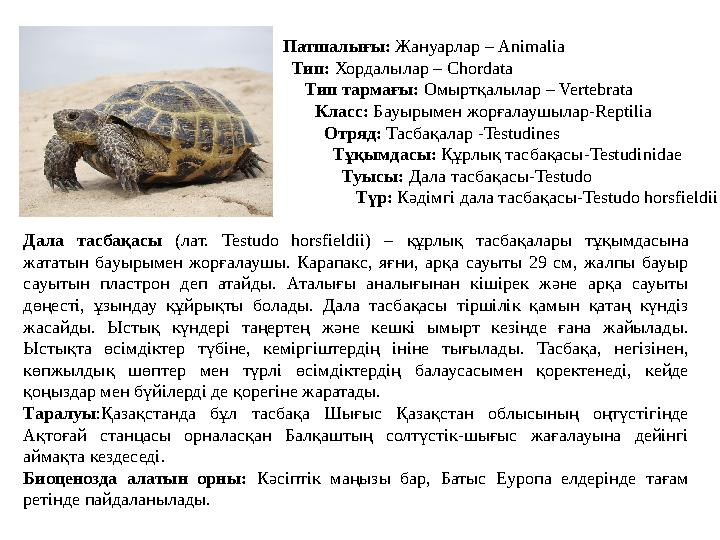 Патшалығы: Жануарлар – Animalia Тип: Хордалылар – Chordata Тип тармағы: Омыртқалылар – Vertebrata Класс: Бауыры