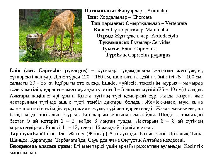 Патшалығы: Жануарлар – Animalia Тип: Хордалылар – Chordata Тип тармағы: Омыртқалылар – Vertebrata Класс: Сүтқор