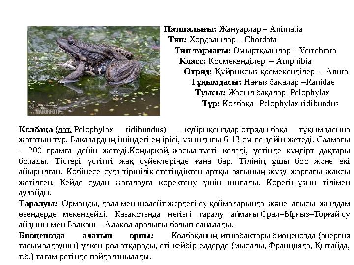 Патшалығы: Жануарлар – Animalia Тип: Хордалылар – Chordata Тип тармағы: Омыртқалылар – Vertebrata Класс: Қосмек
