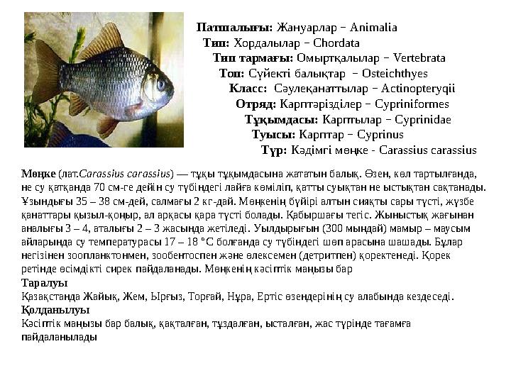 Патшалығы: Жануарлар – Animalia Тип: Хордалылар – Chordata Тип тармағы: Омыртқалылар – Vertebrata Топ: Сүйекті