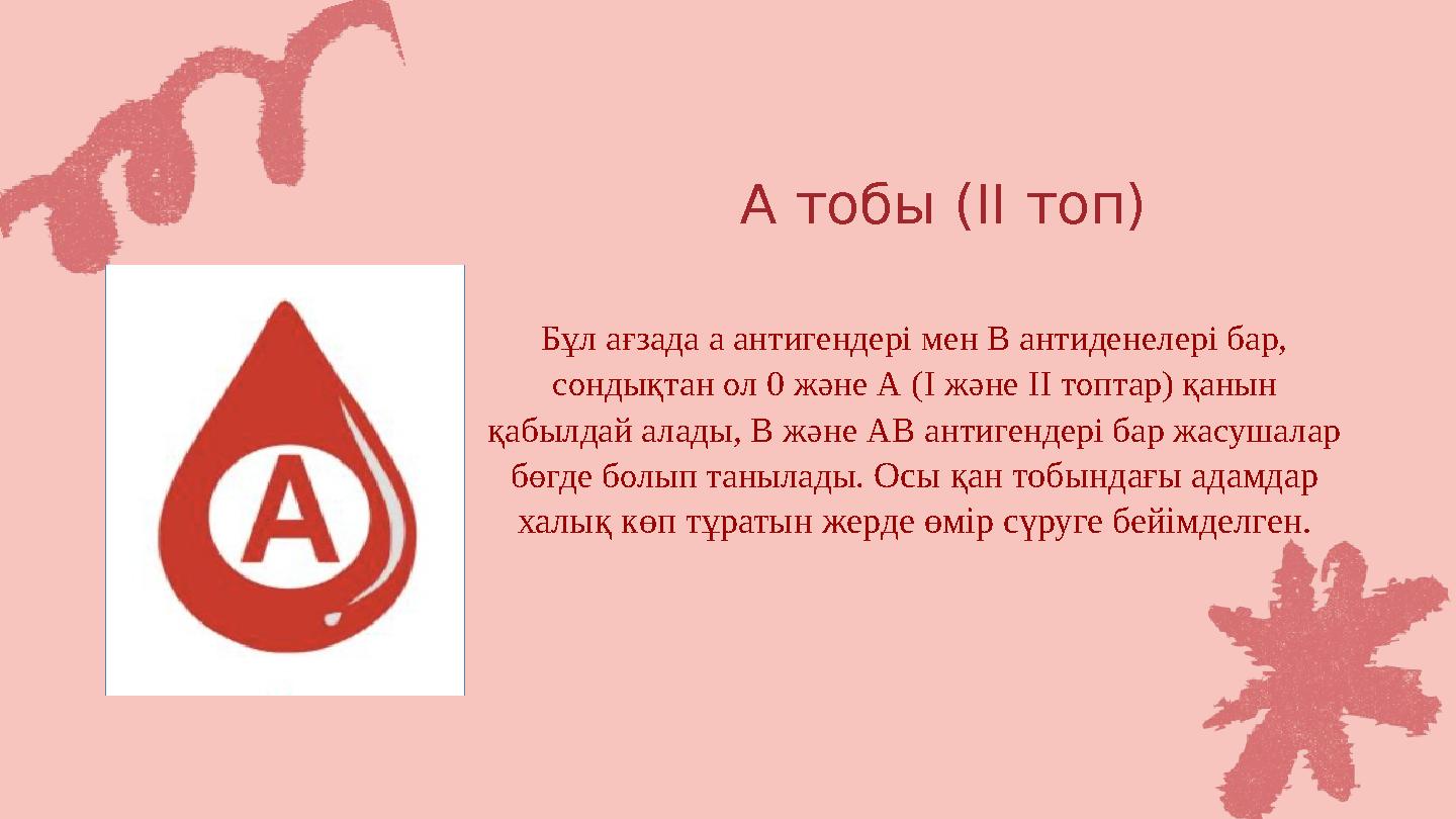 А тобы (II топ) Бұл ағзада а антигендері мен В антиденелері бар, сондықтан ол 0 және А (I және II топтар) қанын қабылдай алады