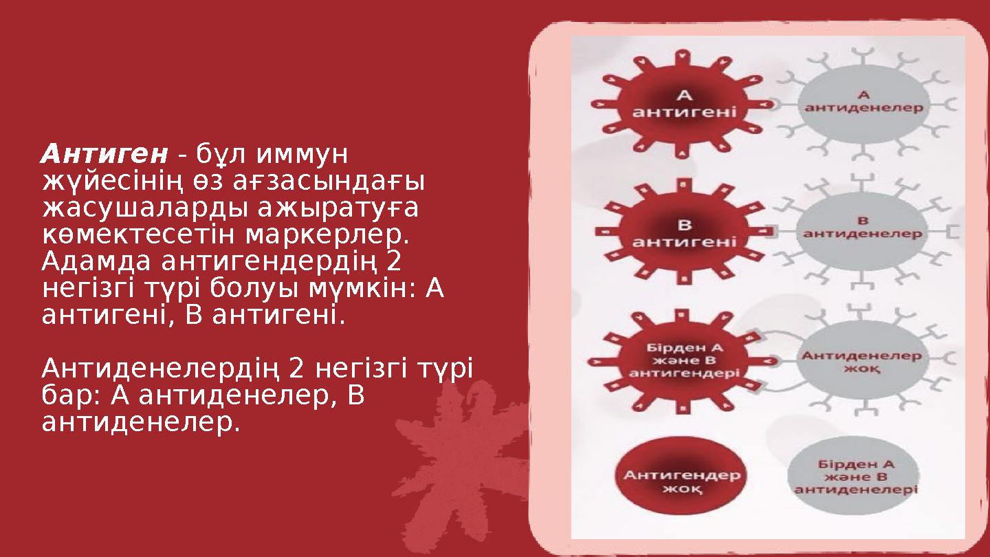 Антиген - бұл иммун жүйесінің өз ағзасындағы жасушаларды ажыратуға көмектесетін маркерлер. Адамда антигендердің 2 негізгі т
