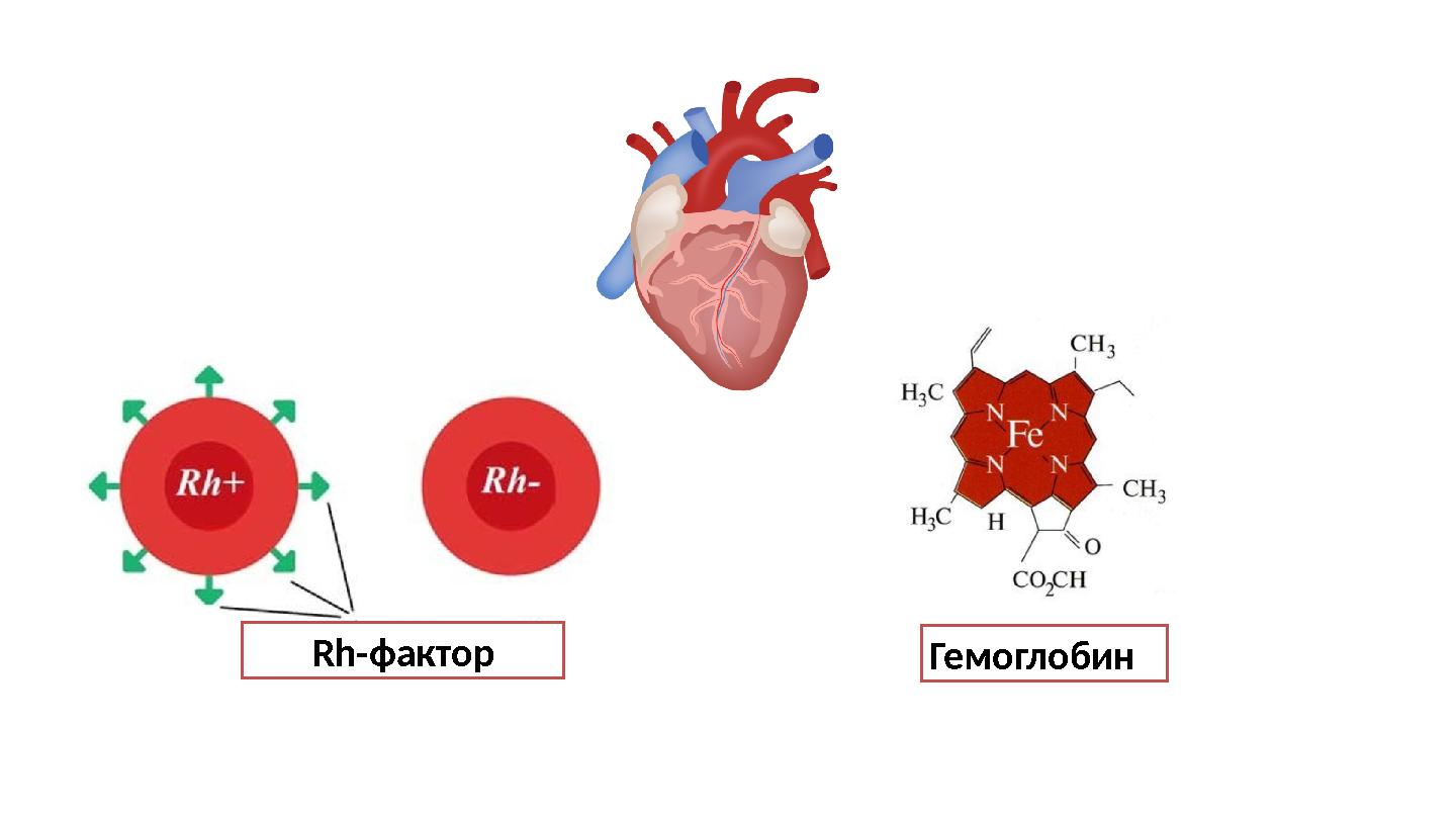 Rh-фактор Гемоглобин