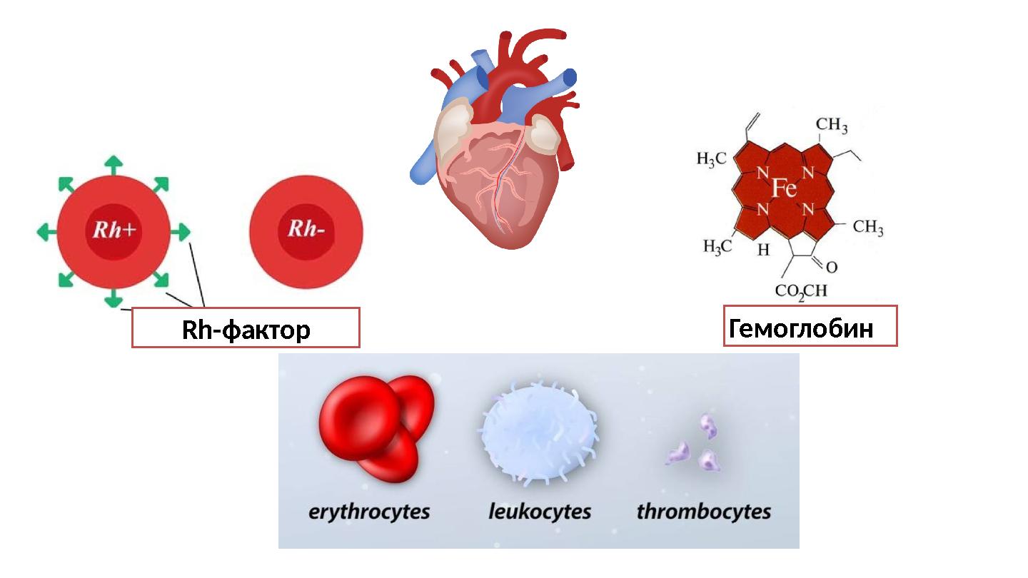 Rh-фактор Гемоглобин