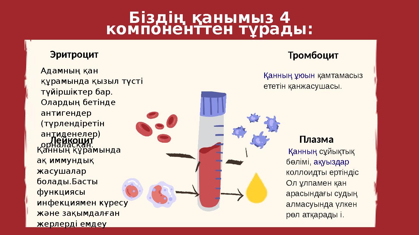 Біздің қанымыз 4 компоненттен тұрады : Эритроцит Лейкоцит Адамның қан құрамында қызыл түсті түйіршіктер бар. Олардың бетінде