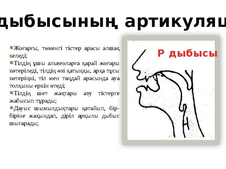 Р дыбысы “Р” дыбысының артикуляциясы Жоғарғы, төменгі тістер арасы алшақ келеді; Тілдің ұшы альвеоларға қарай жоғары көтеріле