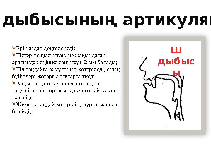 Ерін аздап дөңгеленеді; Тістер не қысылған, не жақындаған, арасында жіңішке саңылау1-2 мм болады; Тіл таңдайға ожауланып көтері