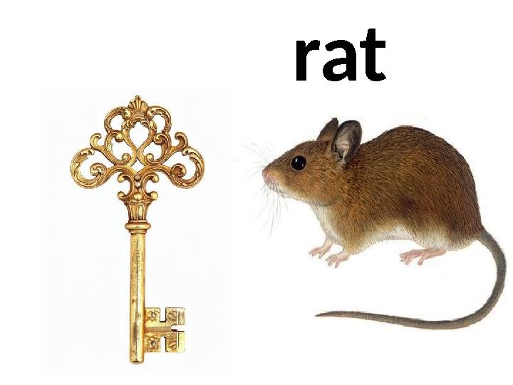 rat