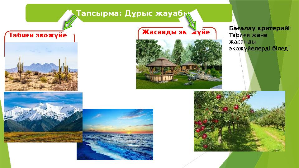 1 Тапсырма: Дұрыс жауабы Табиғи экожүйе Жасанды экожүйе Бағалау критерийі : Табиғи және жасанды экожүйелерді б 1 Тапсырма: Дұрыс жауабы Табиғи экожүйе Жасанды экожүйе Бағалау критерийі : Табиғи және жасанды экожүйелерді б