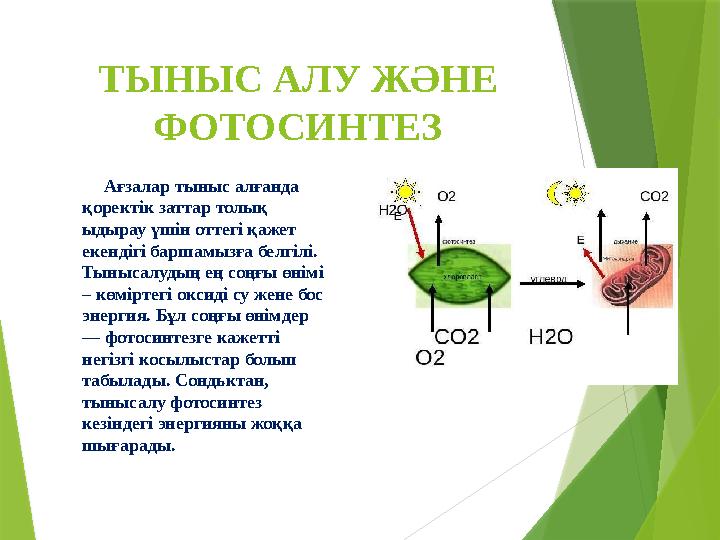 ТЫНЫС АЛУ ЖӘНЕ ФОТОСИНТЕЗ Ағзалар тыныс алғанда қоректік заттар толық ыдырау үшін оттегі қажет екендігі барш