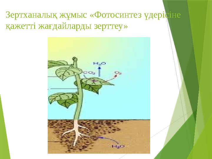 Зертханалық жұмыс «Фотосинтез үдерісіне қажетті жағдайларды зерттеу»