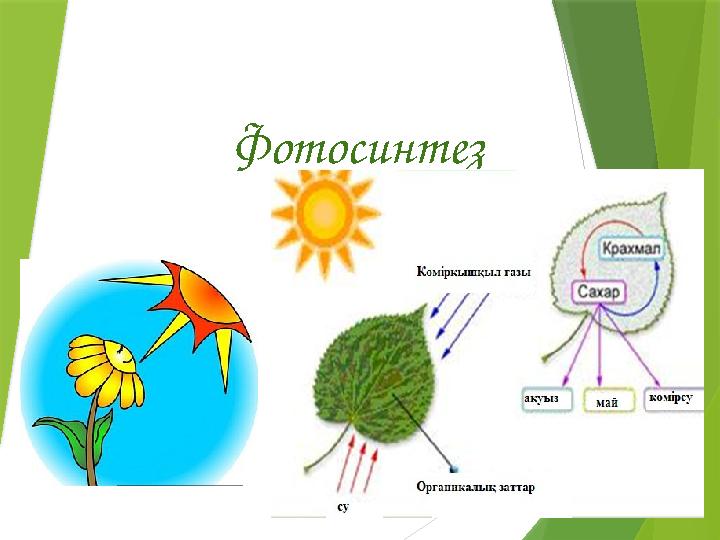 Үздік 10 әйел порно жұлдыздары