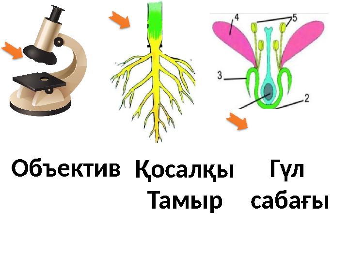 Объектив Қосалқы Тамыр Гүл сабағы