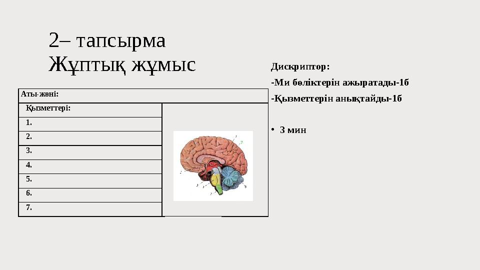 2– тапсырма Жұптық жұмыс Дискриптор: -Ми бөліктерін ажыратады-1б -Қызметтерін анықтайды-1б •3 мин Аты-жөні: Қызметтері: