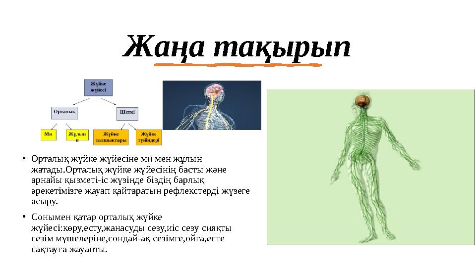 Жаңа тақырып •Орталық жүйке жүйесіне ми мен жұлын жатады.Орталық жүйке жүйесінің басты және арнайы қызметі-іс жүзінде біздің б