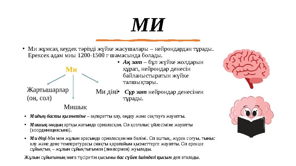 МИ •Ми жұмсақ кеудек тәрізді жүйке жасушалары – нейрондардан тұрады. Ерексек адам миы 1200-1500 г шамасында болады. •Ақ зат – б