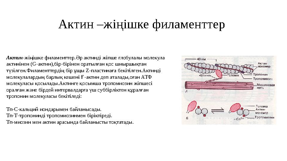 Актин –жіңішке филаменттер Актин-жіңішке филаменттер.Әр актинді жіпше глобулалы молекула актинінен (G-актин),бір-бірінен ораты
