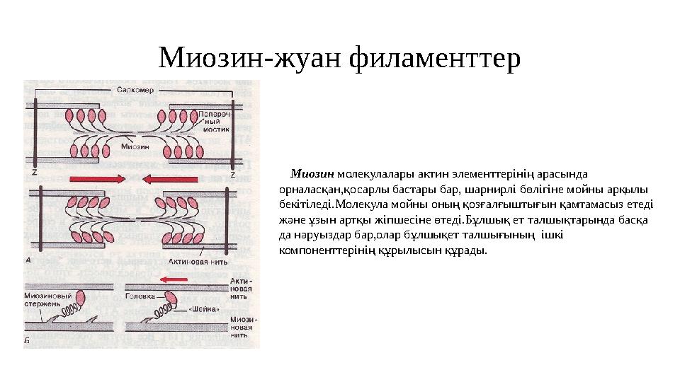 Миозин-жуан филаменттер Миозин молекулалары актин элементтерінің арасында орналасқан,қосарлы бастары бар, шарнирлі бөлігіне