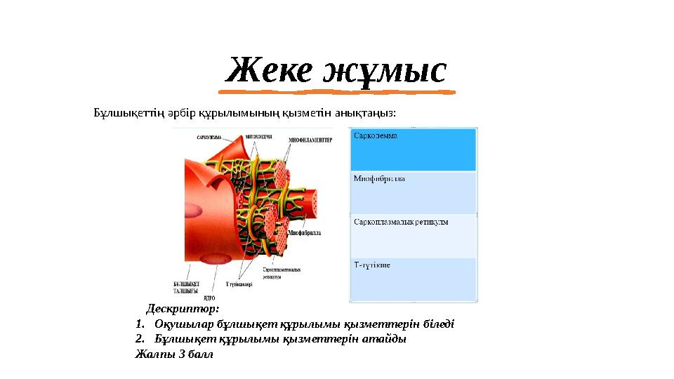 Жеке жұмыс Дескриптор: 1.Оқушылар бұлшықет құрылымы қызметтерін біледі 2.Бұлшықет құрылымы қызметтерін атайды Жалпы 3 балл