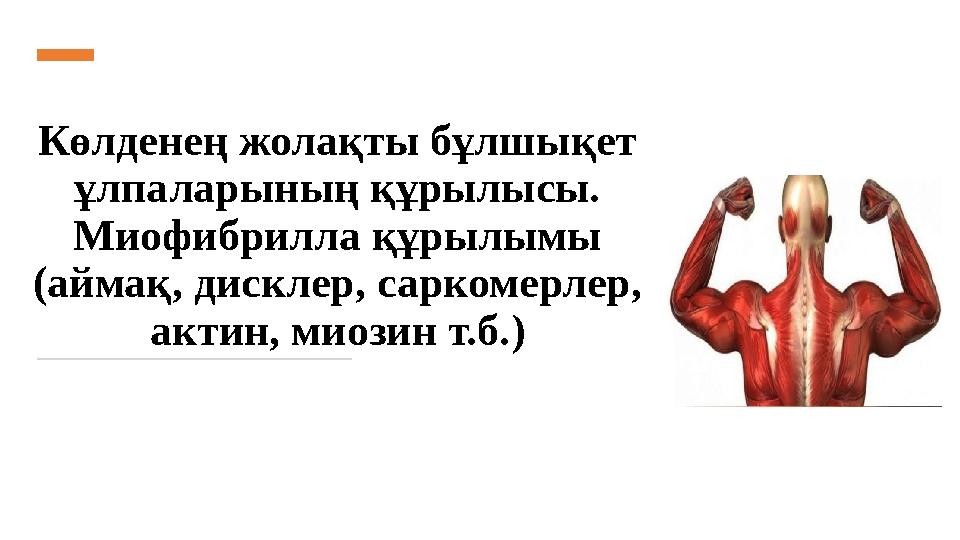 Көлденең жолақты бұлшықет ұлпаларының құрылысы. Миофибрилла құрылымы (аймақ, дисклер, саркомерлер, актин, миозин т.б.)