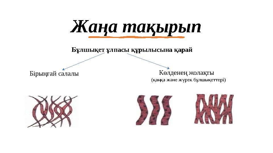 Жаңа тақырып Бұлшықет ұлпасы құрылысына қарай Бірыңғай салалы Көлденең жолақты (қаңқа және жүрек бұлшықеттері)
