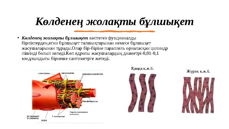 Көлденең жолақты бұлшықет •Көлденең жолақты бұлшықет көптеген фукционалды бірліктерден,яғни бұлшықет талшықтарынан немесе бұлшы