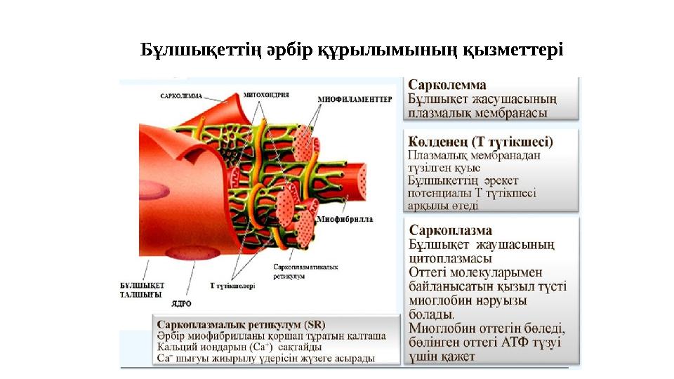 Бұлшықеттің әрбір құрылымының қызметтері