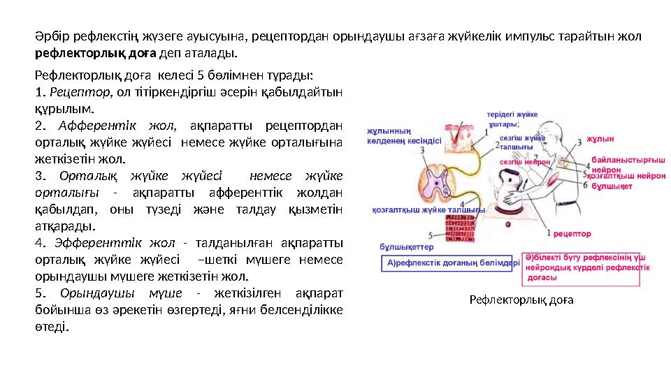 Әрбір рефлекстің жүзеге ауысуына, рецептордан орындаушы ағзаға жүйкелік импульс тарайтын жол рефлекторлық доға деп аталады. Ре