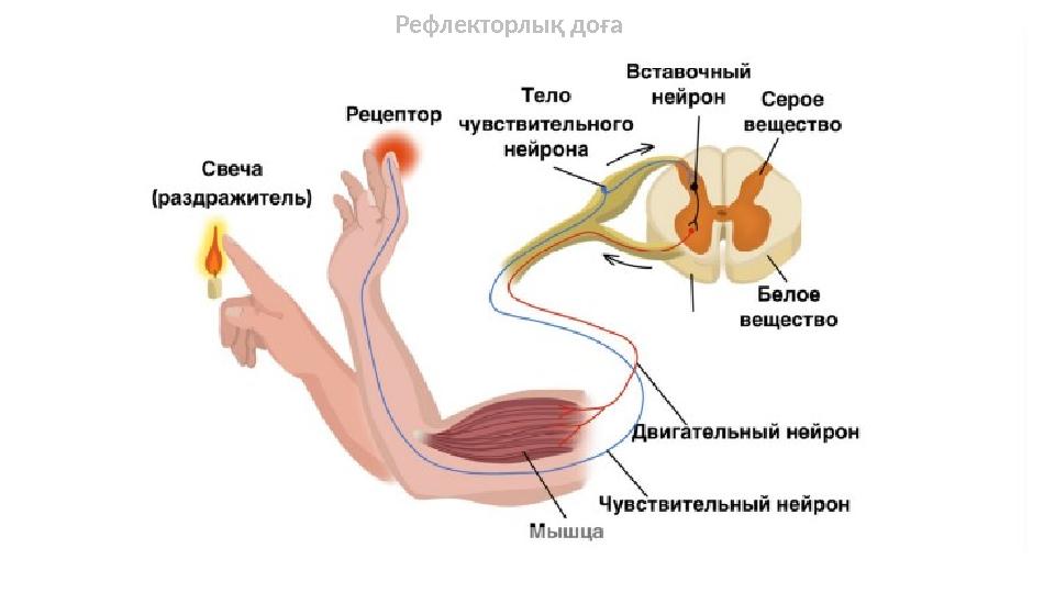 Рефлекторлық доға