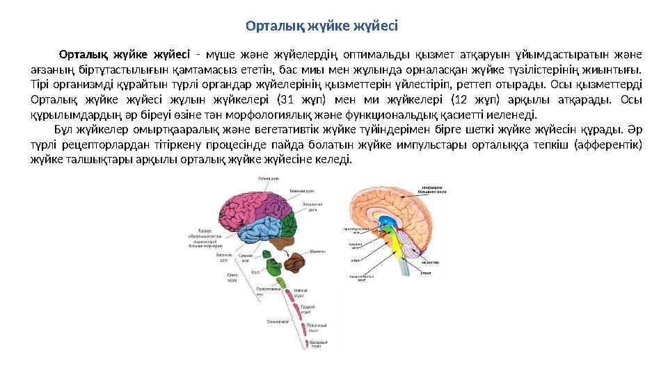 Орталық жүйке жүйесі - мүше және жүйелердің оптимальды қызмет атқаруын ұйымдастыратын және ағзаның біртұтастылығын қамтамасыз