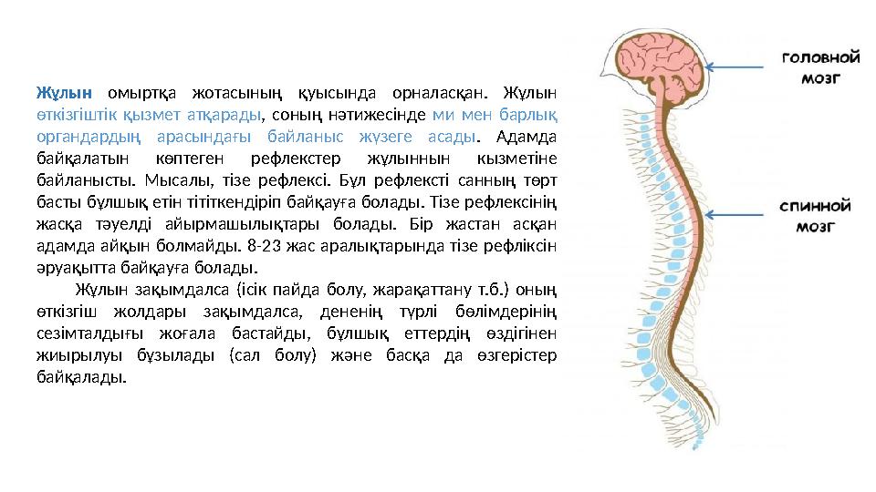 Жұлын омыртқа жотасының қуысында орналасқан. Жұлын өткізгіштік қызмет атқарады, соның нәтижесінде ми мен барлық органдардың ар