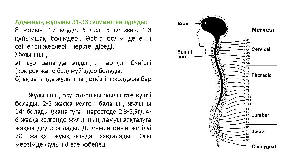 Адамның жұлыны 31-33 сегменттен тұрады: 8 мойын, 12 кеуде, 5 бел, 5 сегізкөз, 1-3 құйымшақ бөлімдері. Әрбір бөлім дененің өз