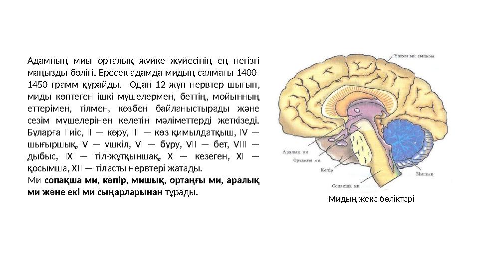 Мидың жеке бөліктері Адамның миы орталық жүйке жүйесінің ең негізгі маңызды бөлігі. Ересек адамда мидың салмағы 1400- 1450 грам