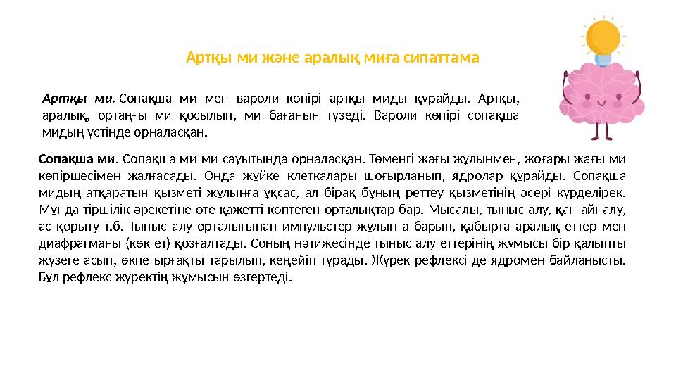 Артқы ми және аралық миға сипаттама Артқы ми. Сопақша ми мен вароли көпірі артқы миды құрайды. Артқы, аралық, ортаңғы ми қосы