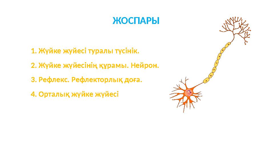 ЖОСПАРЫ 1.Жүйке жуйесі туралы түсінік. 2.Жүйке жүйесінің құрамы. Нейрон. 3.Рефлекс. Рефлекторлық доға. 4.Орталық жүйке жүйесі