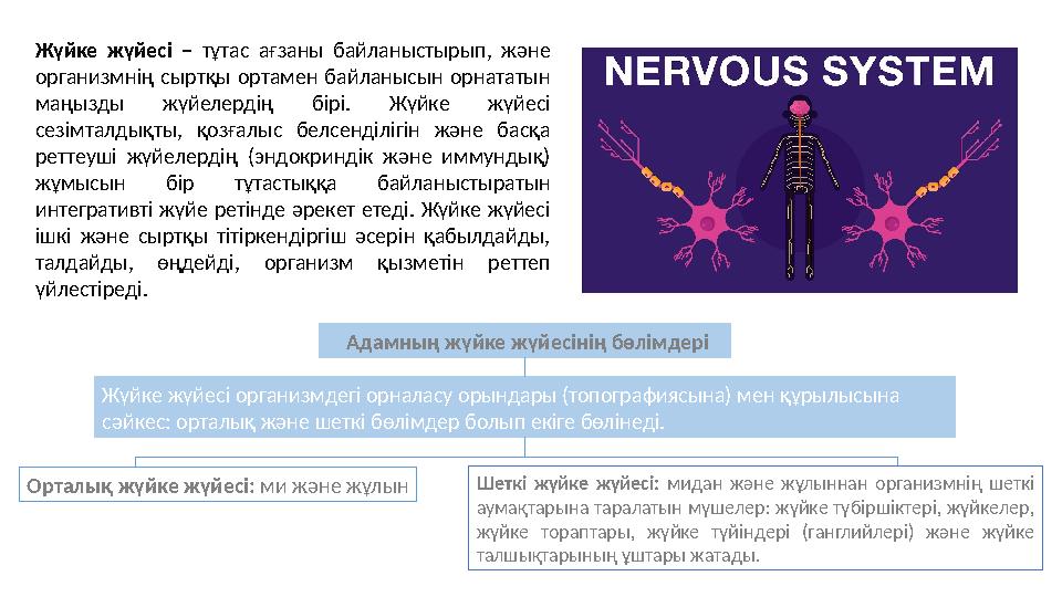 Жүйке жүйесі – тұтас ағзаны байланыстырып, және организмнің сыртқы ортамен байланысын орнататын маңызды жүйелердің бірі. Жүйке