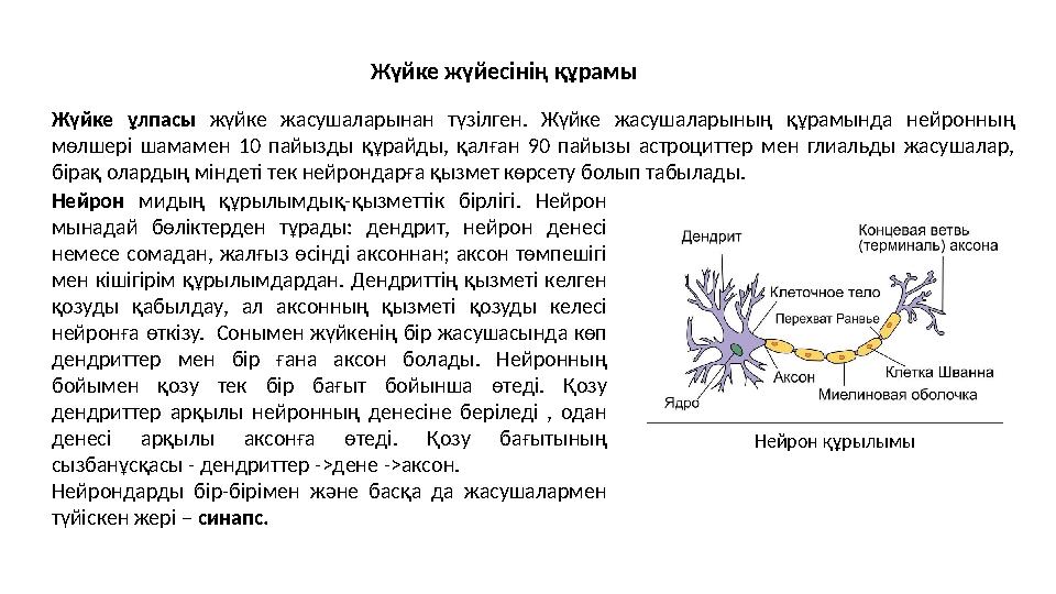 Жүйке жүйесінің құрамы Жүйке ұлпасы жүйке жасушаларынан түзілген. Жүйке жасушаларының құрамында нейронны ң мөлшері шамамен 10 п