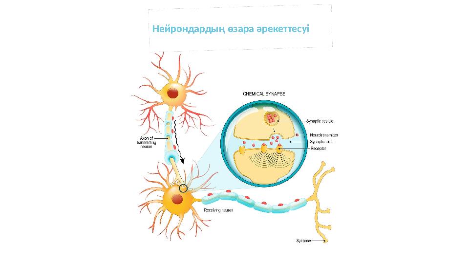 Нейрондардың өзара әрекеттесуі