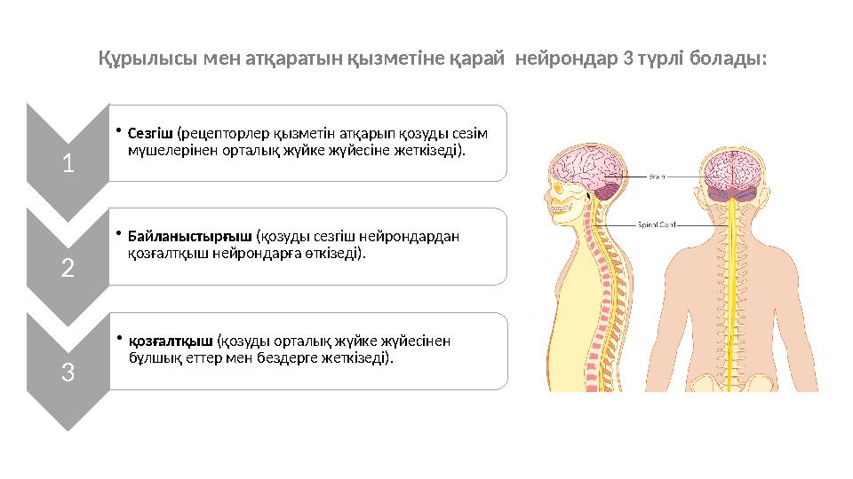 Құрылысы мен атқаратын қызметіне қарай нейрондар 3 түрлі болады: 1 •Сезгіш (рецепторлер қызметін атқарып қозуды сезім мүшелері