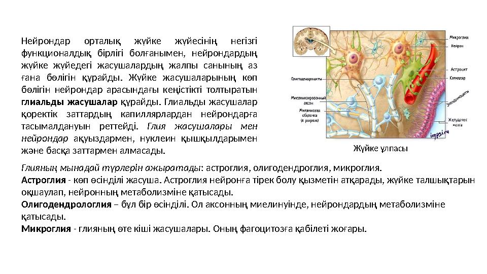 Нейрондар орталық жүйке жүйесінің негізгі функционалдық бірлігі болғанымен, нейрондардың жүйке жүйедегі жасушалардың жалпы сан