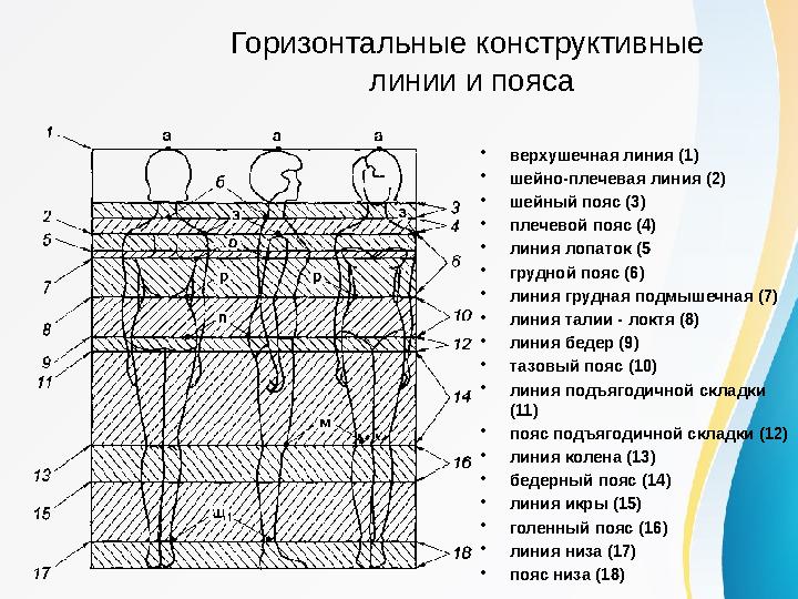 Горизонтальные конструктивные линии и пояса •верхушечная линия (1) •шейно-плечевая линия (2) •шейный пояс (3) •плечевой пояс (4
