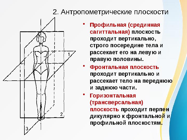 2. Антропометрические плоскости •Профильная (срединная сагиттальная) плоскость проходит вер ­тикально, строго посередине тела