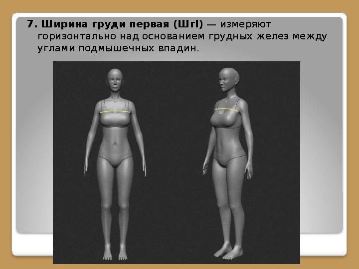 7. Ширина груди первая (Шг I) — измеряют горизонтально над основанием грудных желез между углами подмышечных впадин.
