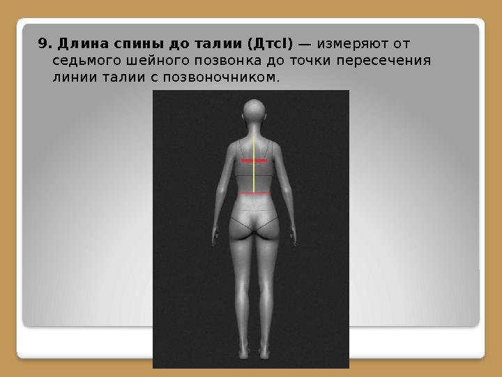 9. Длина спины до талии (Дтс I) — измеряют от седьмого шейного позвонка до точки пересечения линии талии с позвоночником.