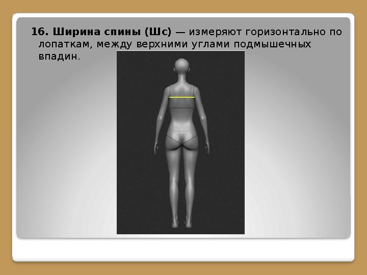 16. Ширина спины (Шс) — измеряют горизонтально по лопаткам, между верхними углами подмышечных впадин.